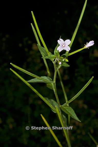 epilobium ciliatum ssp ciliatum 4 graphic